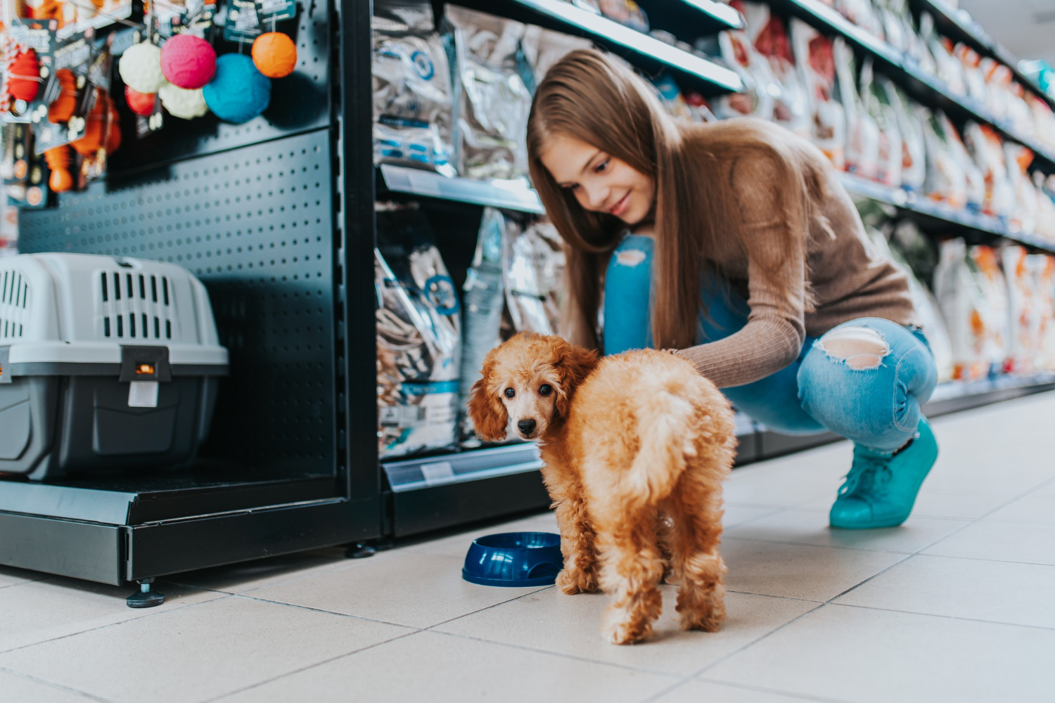 Puis-je acheter un chien dans une animalerie ?  