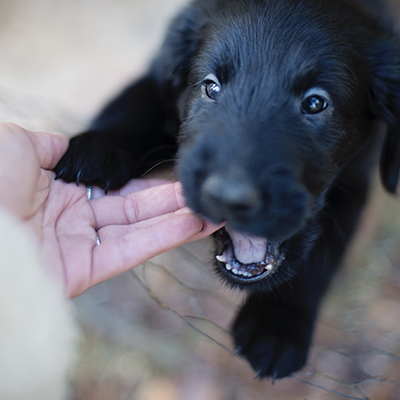 Que se passe-t-il en cas de dommages causés par un chien