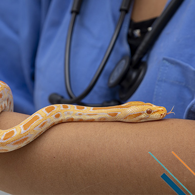 Protection étendue pour les espèces de serpents présentes en France