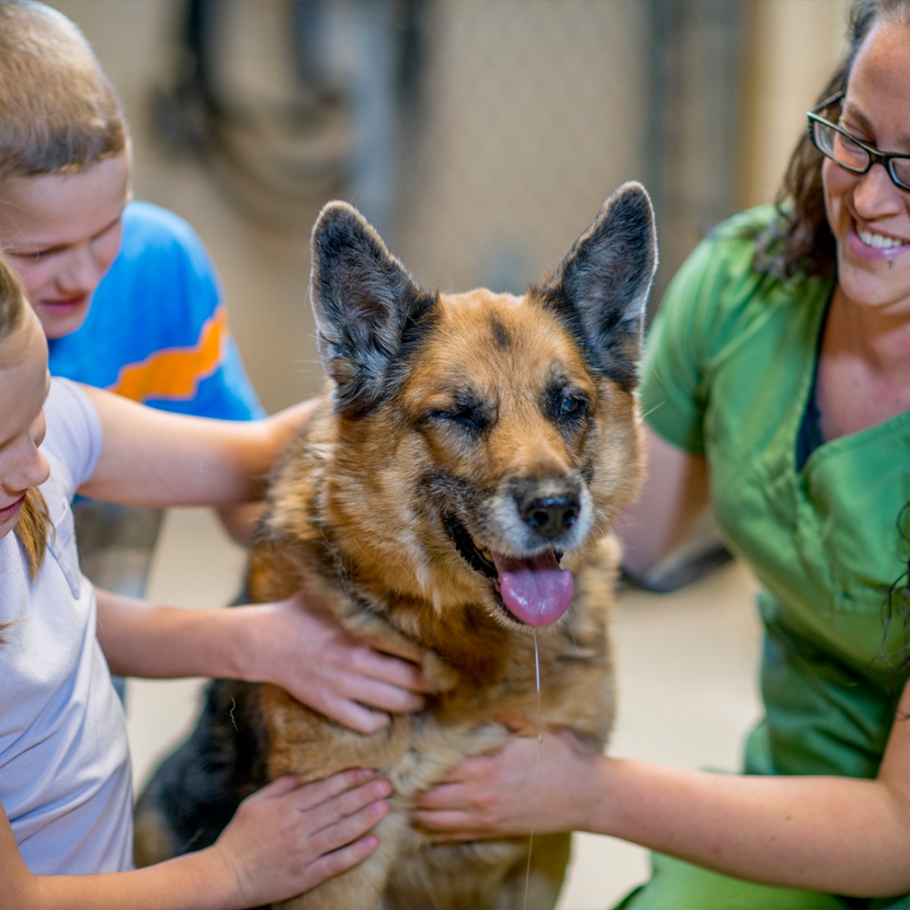 Adoption et achat d’animaux : le certificat d’engagement et de connaissances